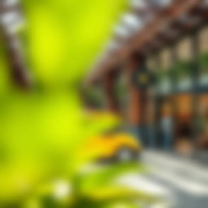 Exploring the Discovery Gardens Pavilion Shops: A Comprehensive Overview Summary